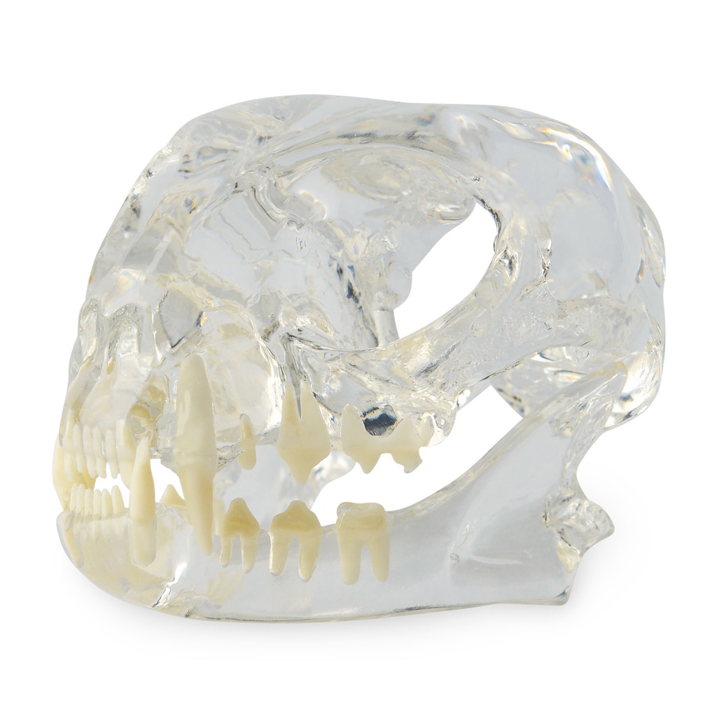 [174095] Modelo de diente "Gato", cabeza de acrílico transparente con dientes blancos