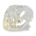 Modelo de diente "Gato", cabeza de acrílico transparente con dientes blancos