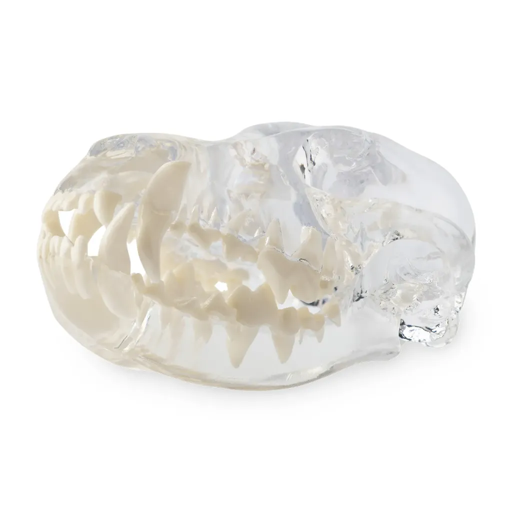 [174096] Modelo de diente "Perro", cabeza de acrílico transparente con dientes blancos