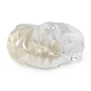 Modello dentale - Cane
