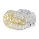 Modello dentale - Cane