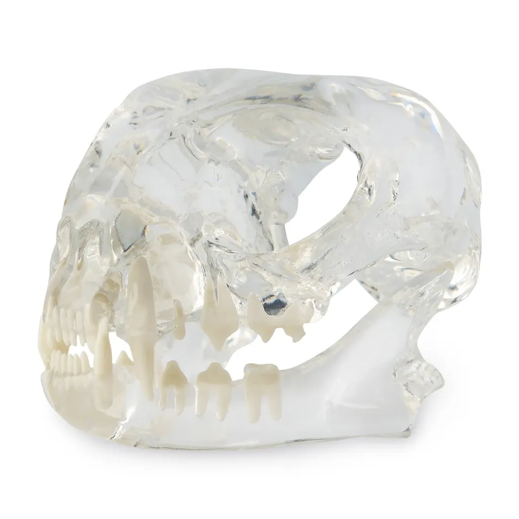 Set of 3 Dental Models: Dog (174096), Cat (174095) & Rodent (174091)