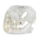 Set of 3 Dental Models: Dog (174096), Cat (174095) & Rodent (174091)