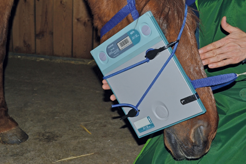 Rubber clamp for fixation of the x-ray plates at the equine head 