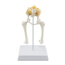 Osteo model type: hip  