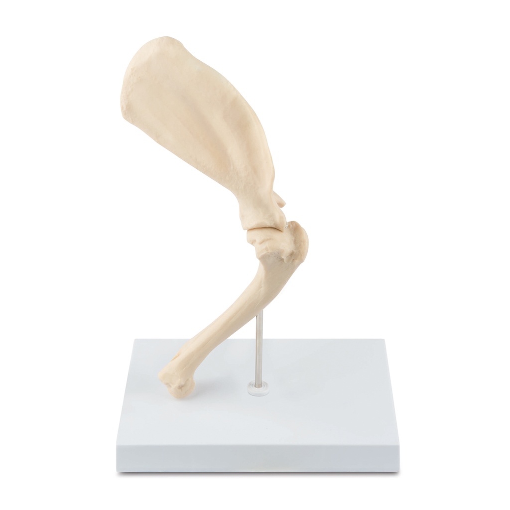 Osteo model type: shoulder  