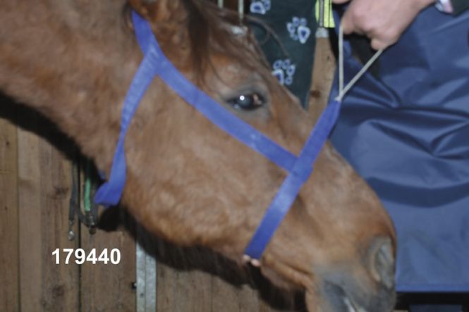 X-ray holder for the optimum hold of the equine head on radiographs 