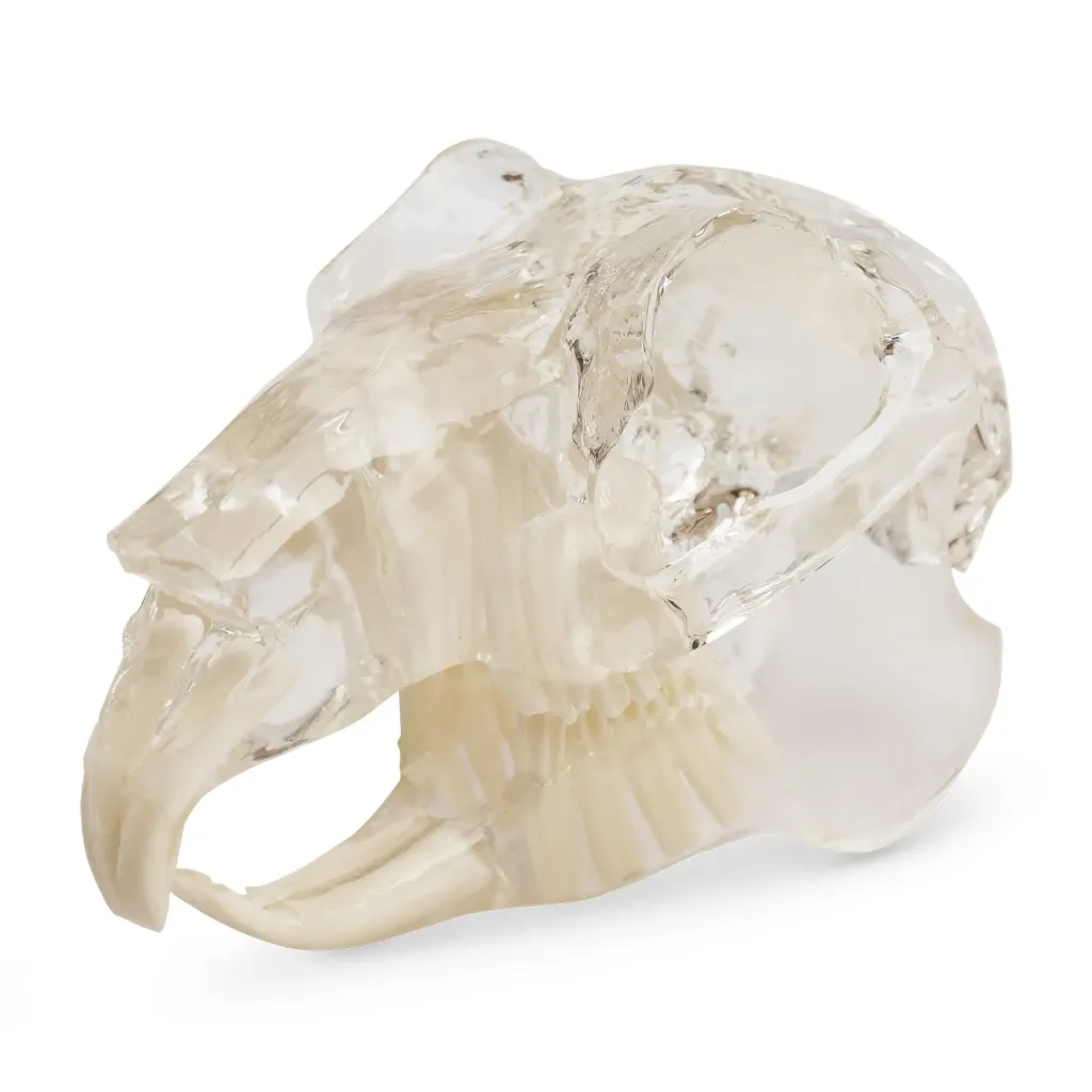 [174091] Modèle de dents "rodent", bloc acrylique transparent en forme de mâchoire