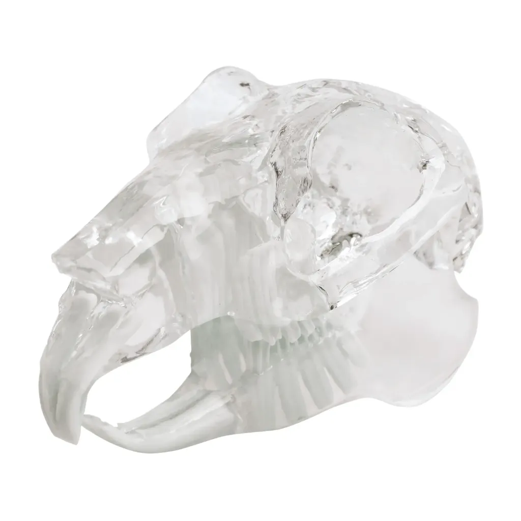 Teeth model "rodent", transparent, jaw-shaped acrylic bloc 