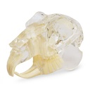 Dientes modelo "roedores", transparente,bloque de acrílico en forma de mandíbula