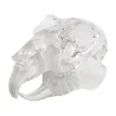 Modèle de dents "rodent", bloc acrylique transparent en forme de mâchoire