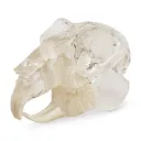 Modèle de dents "rodent", bloc acrylique transparent en forme de mâchoire