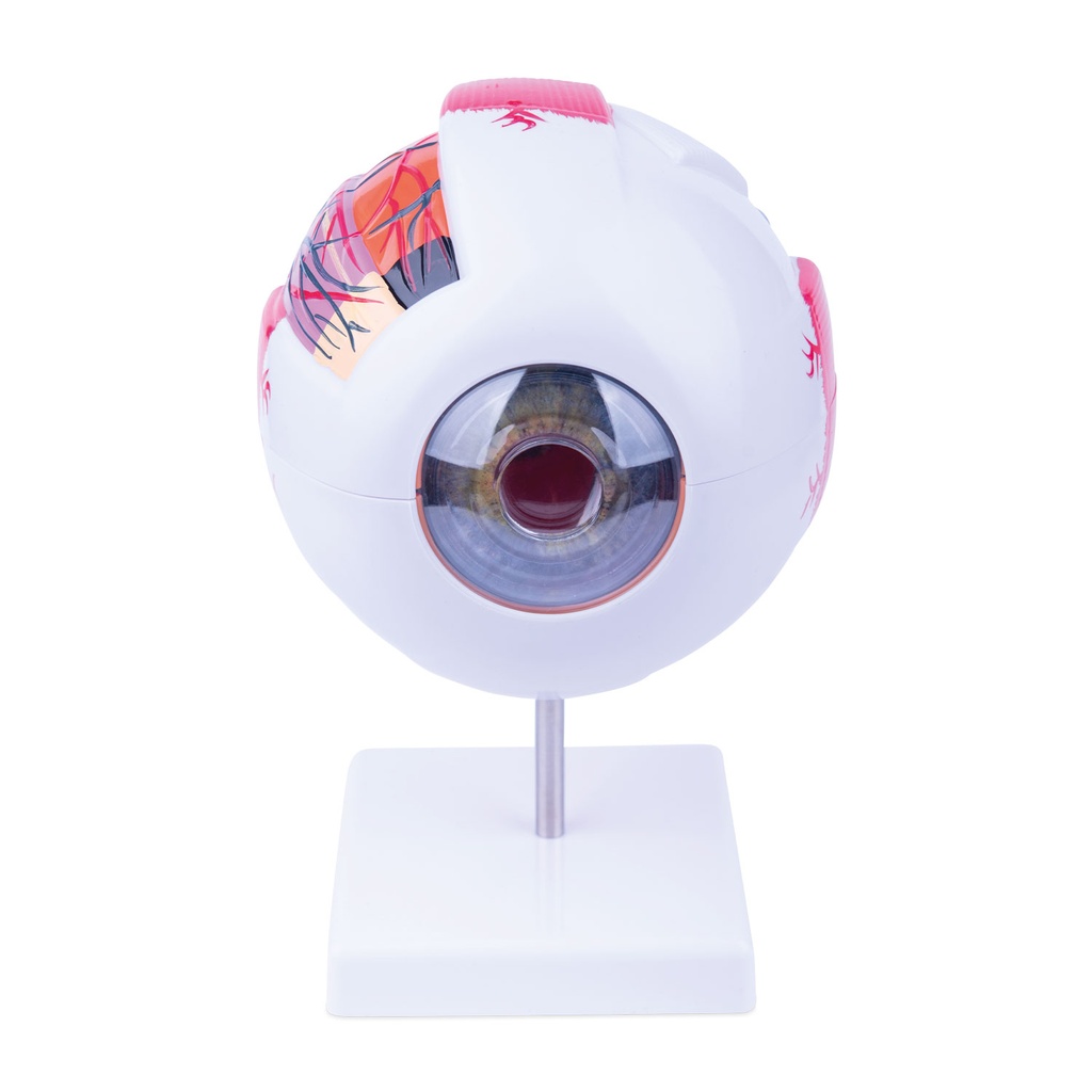 Modelo de ojo de 6 partes. Tamaño (altura incl. la base x ancho x profundidad): 22 x 16 x 18 cm