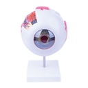 Modelo de ojo de 6 partes. Tamaño (altura incl. la base x ancho x profundidad): 22 x 16 x 18 cm