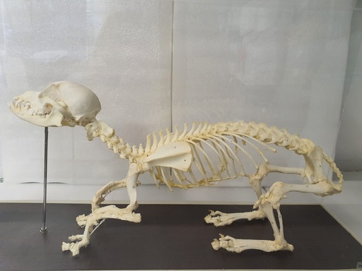 [SCH909000] Hundeskelett aus echten Knochen - Der Artikel weist einige leichte Kratzer am Gehäuse auf und befindet sich in der Originalverpackung.