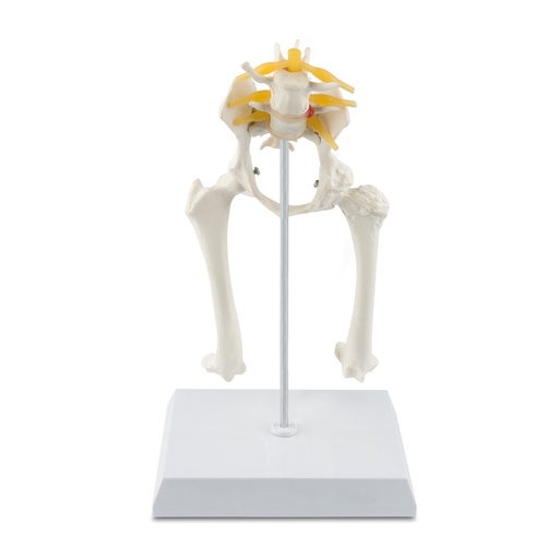 [909037] Modelo oseo tipo cadera