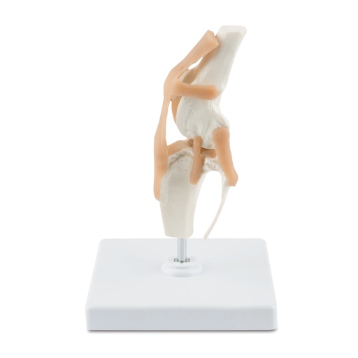 [909033] Tipo de modelo Osteo: Rodilla (modelo nuevo)