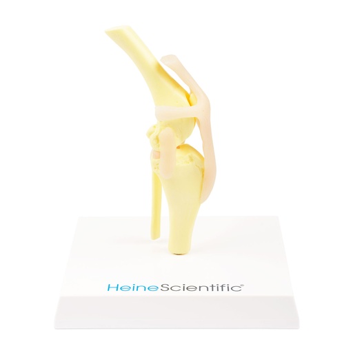 [909033] Tipo de modelo Osteo: Rodilla (modelo nuevo)