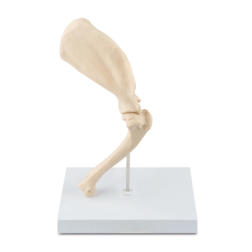 [909038] Osteo model type: shoulder  