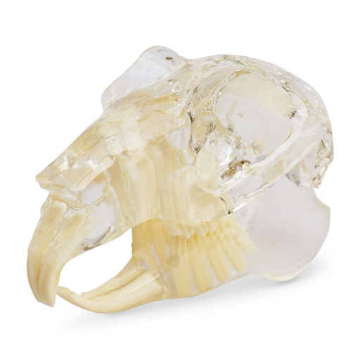 [174091] Modèle de dents "rodent", bloc acrylique transparent en forme de mâchoire